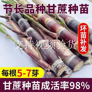 节长黑皮水果甘蔗种苗种紫青黄金皮甘蔗种苗种子芽粗壮现货易成活