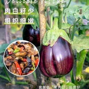 竹丝茄子种子秧苗紫红绿色茄子种籽长大紫红粉绿圆筒花茄种孑