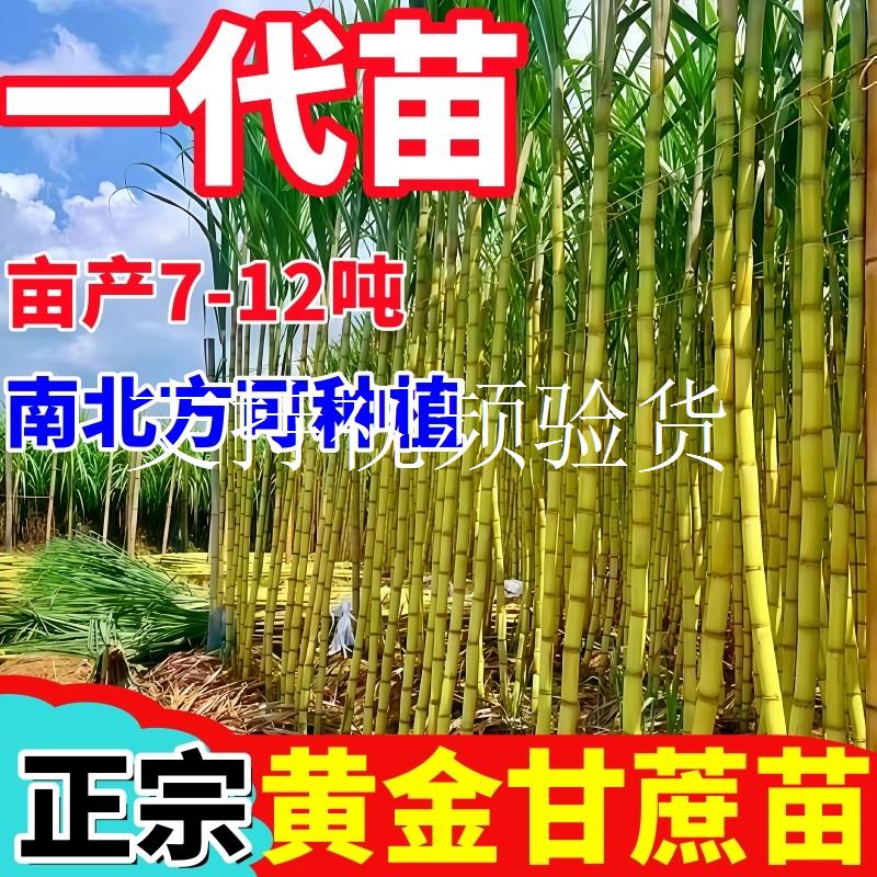 正宗广西黄金黄皮甘蔗种苗黄皮带芽南北方种植紫皮黑皮甘蔗种子籽图片