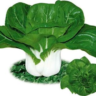 白象公主矮脚奶白菜种子四季小白菜奶油白菜阳台蔬菜四季菜种子蔬