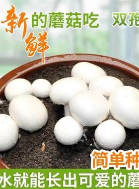 双孢菇菌种蘑菇菌种白蘑菇菌菌包高产食用菌阳台盆栽蘑菇种植包