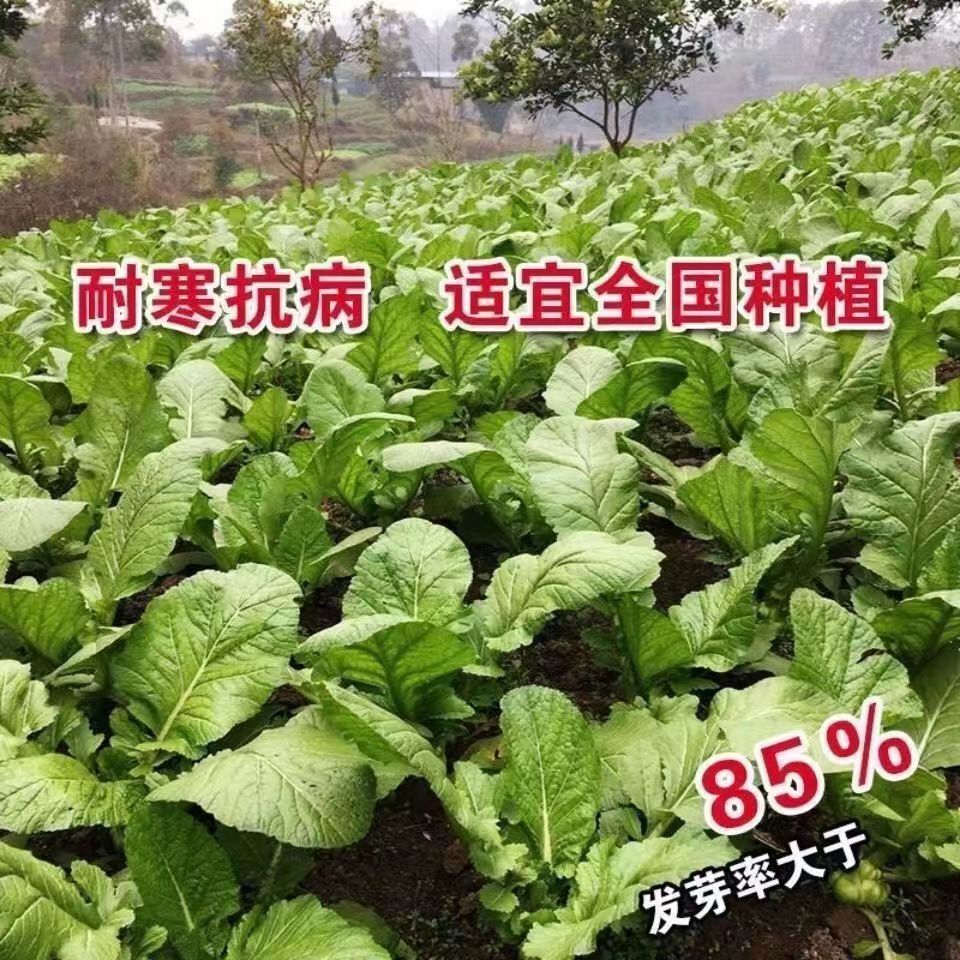 正宗榨菜头种子耐热耐晒大头菜种