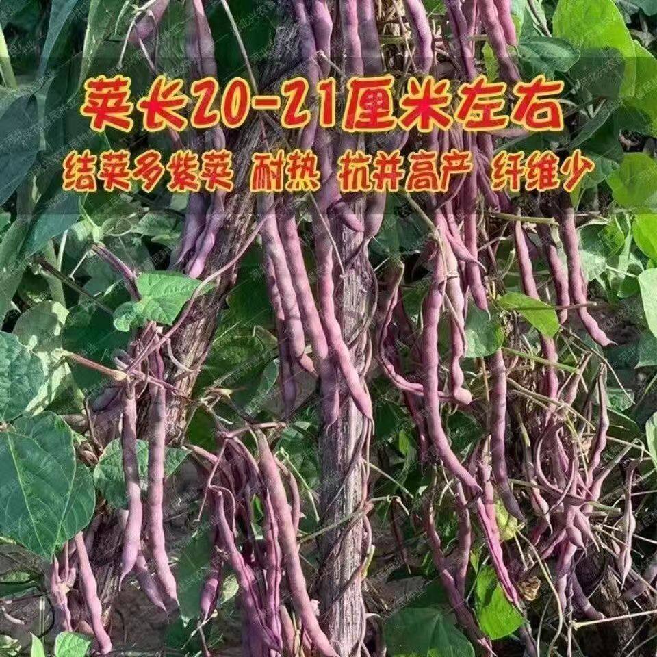大灰狼八月忙无筋豆角种子