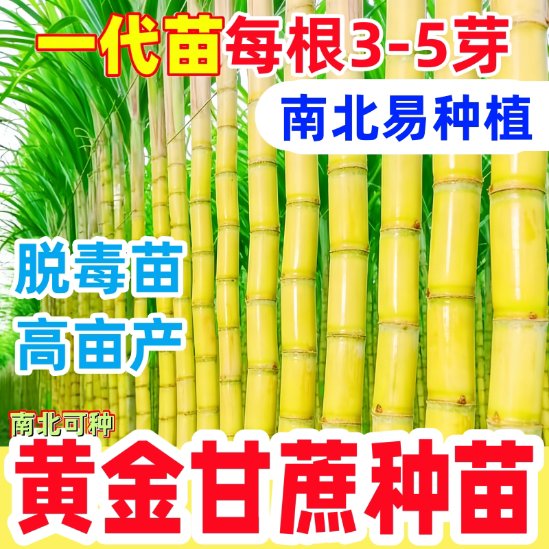 水果黄金甘蔗苗种子南北方种植苗种籽带芽甘蔗种苗广西黄皮甘蔗种