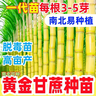 水果黄金甘蔗苗种子南北方种植苗种籽带芽甘蔗种苗广西黄皮甘蔗种