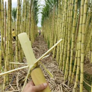 水果黄金甘蔗苗种子南北方种植苗种籽带芽甘蔗种苗广西黄皮甘蔗种