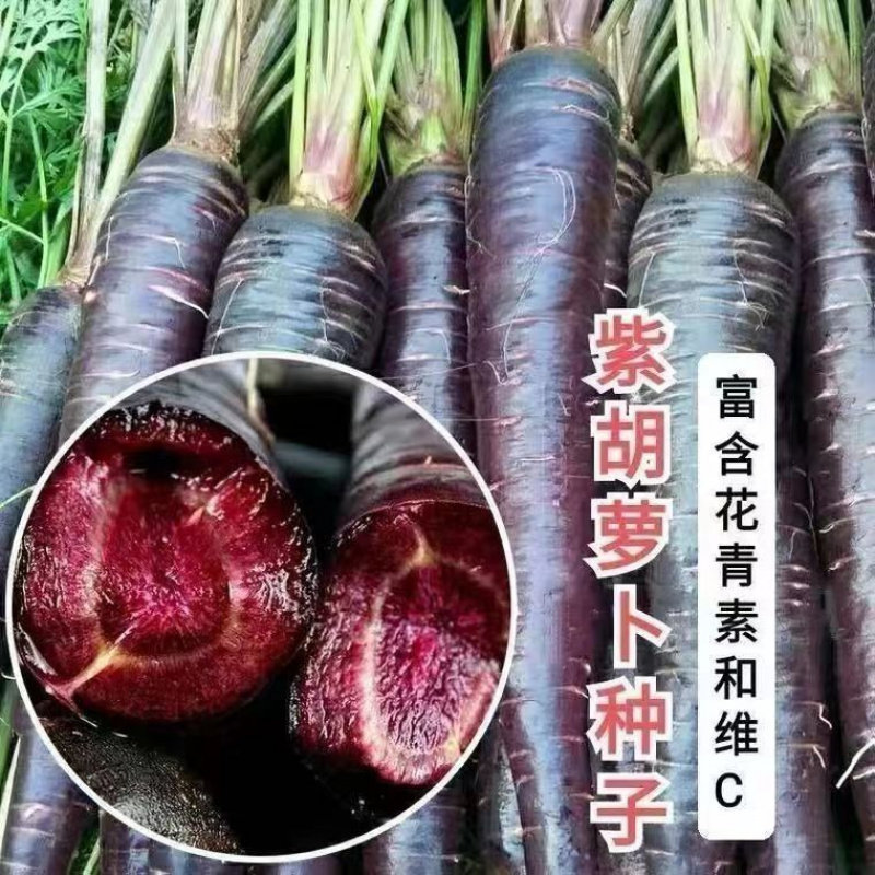 紫胡萝卜种子农家甜樱桃红水果萝