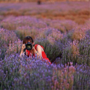 多年生薰衣草种子四季易种普罗旺斯花海打造种子春秋薰衣草花种籽