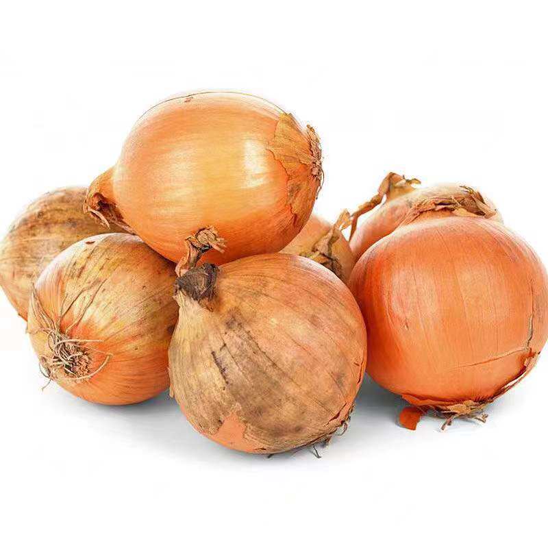 黄皮洋葱种子籽洋葱籽圆葱特色蔬菜种早中熟四季蔬菜种孑