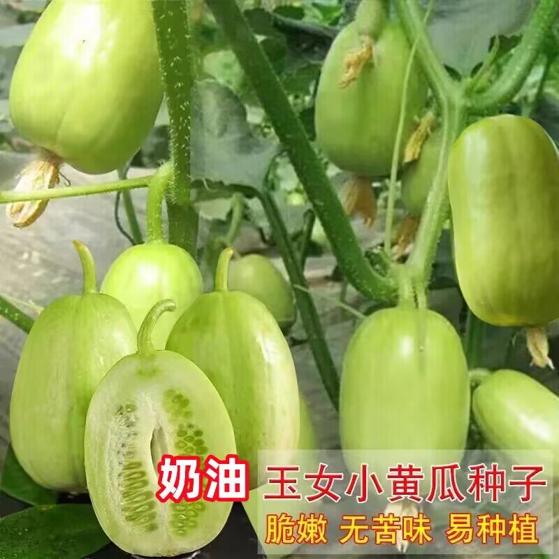 奶油小黄瓜种子金童玉女水果黄瓜种籽苗蔬菜种子大全阳台盆栽