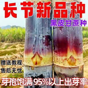 正宗广西黑皮甘蔗苗种苗秧子青黄金皮甘蔗种苗种植子籽盆栽带芽
