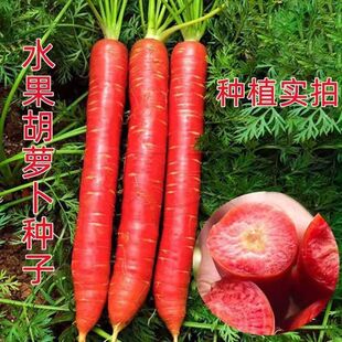 水果胡萝卜种子【今年新种】生吃甜脆透心红胡萝卜种子耐高温抗寒
