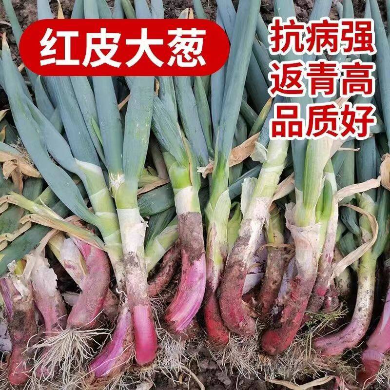 红皮大葱种子火葱种粗杆红头葱籽四季葱蔬菜东北大葱种籽