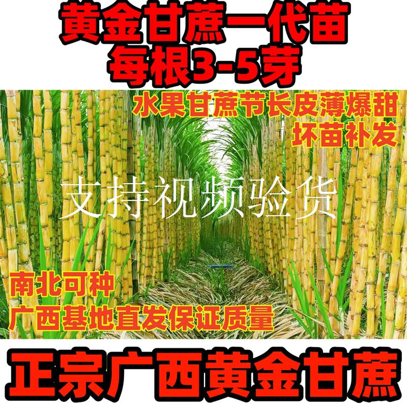 甘蔗种苗正宗广西黄金甘蔗种易种植黑皮甘蔗超苗种爆甜水果甘蔗苗图片