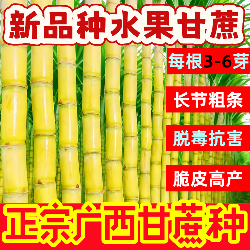 正宗黄金皮甘蔗种黑红紫皮甘蔗苗种植子苗节易节长超甜南北方易种