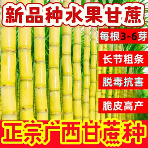 正宗黄金皮甘蔗种黑红紫皮甘蔗苗种植子苗节易节长超甜南北方易种