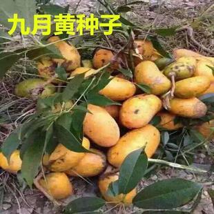 九月黄种子野生八月瓜种子当年新种子庭院爬藤植物食用型水果种子
