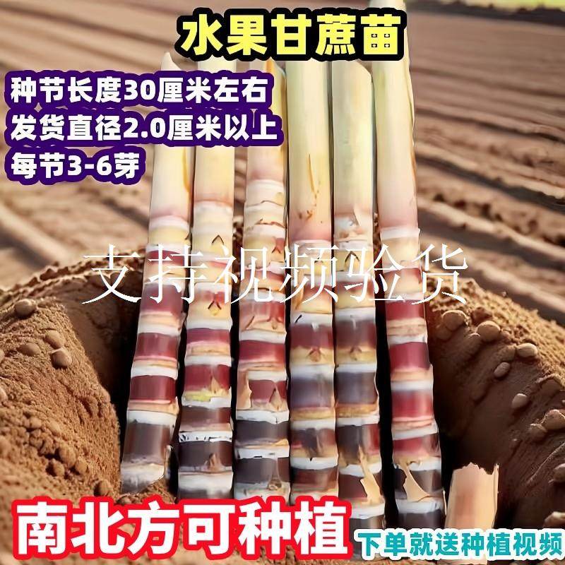广西黑皮甘蔗苗种带芽孢种子黄金白玉水果甜甘蔗种苗黄皮种苗种籽