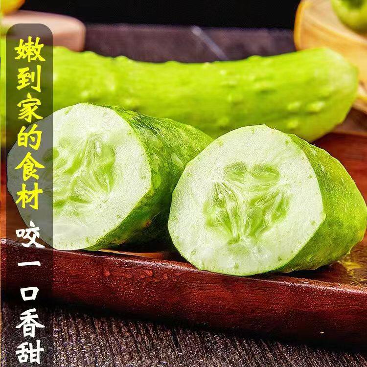 奶油黄瓜白叶三种子白黄瓜奶油水果种籽阳台田园黄瓜种子大全