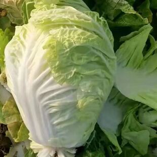 春夏播早熟白菜种子耐高温夏阳50白菜种子庭院大田种植蔬菜种子