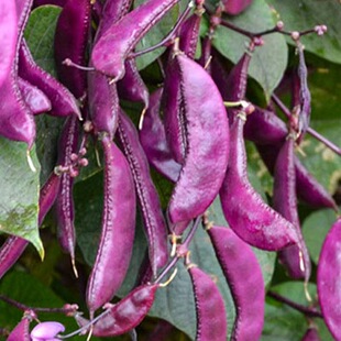 宽扁眉豆种春秋冬季扁青豆角种子无筋架豆扁豆籽爬藤菜豆蔬菜种孑