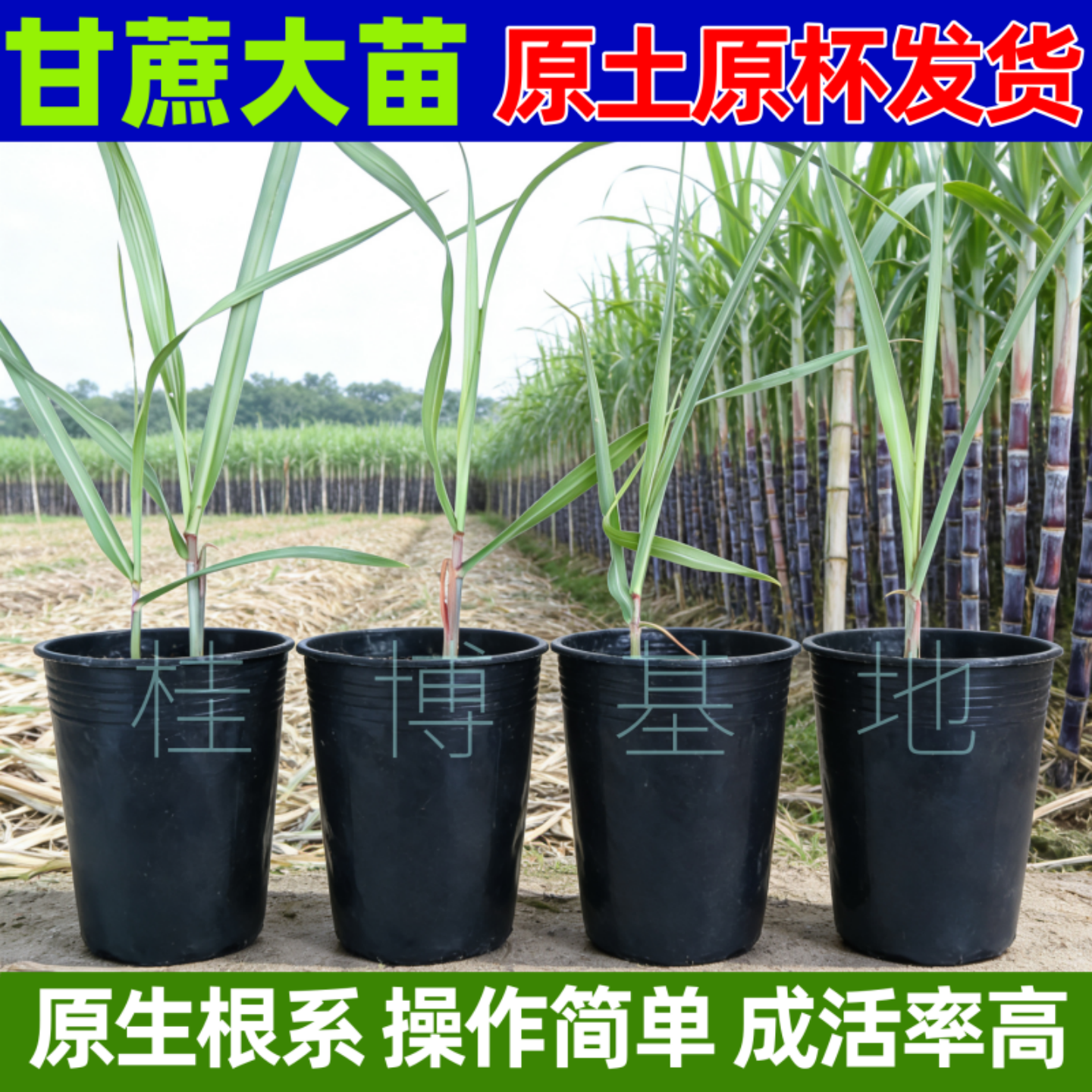 黑皮甘蔗大苗种子广西黑紫红皮甘蔗种黄金皮甘蔗种苗种盆栽易种植