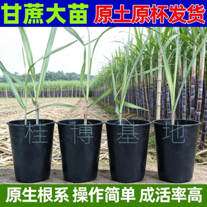广西黑皮甘蔗种苗易种盆栽