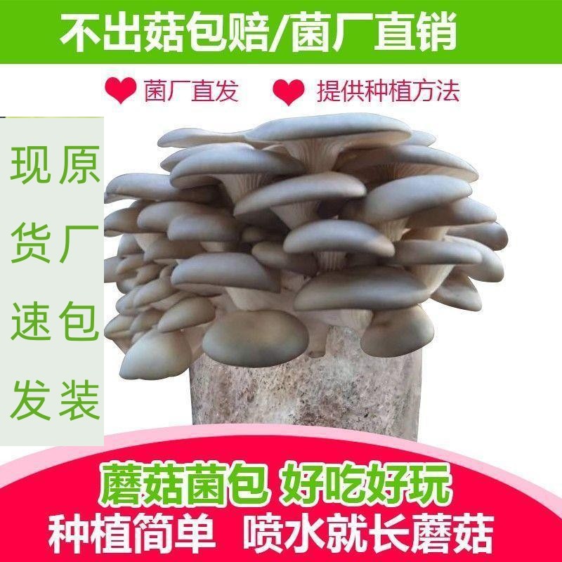 不出包赔种蘑菇菌平菇大