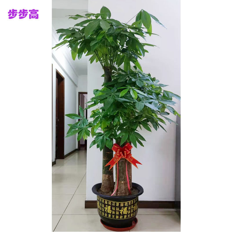 东莞南城发财树金钱树绿萝绿植