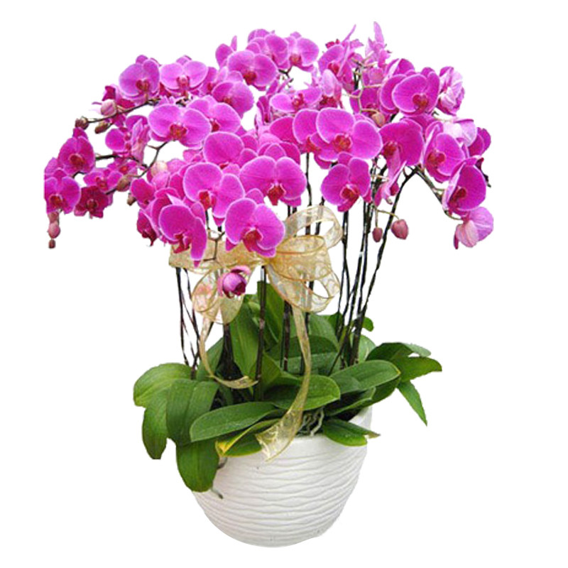 绿植蝴蝶兰新年杭州同城鲜花速递