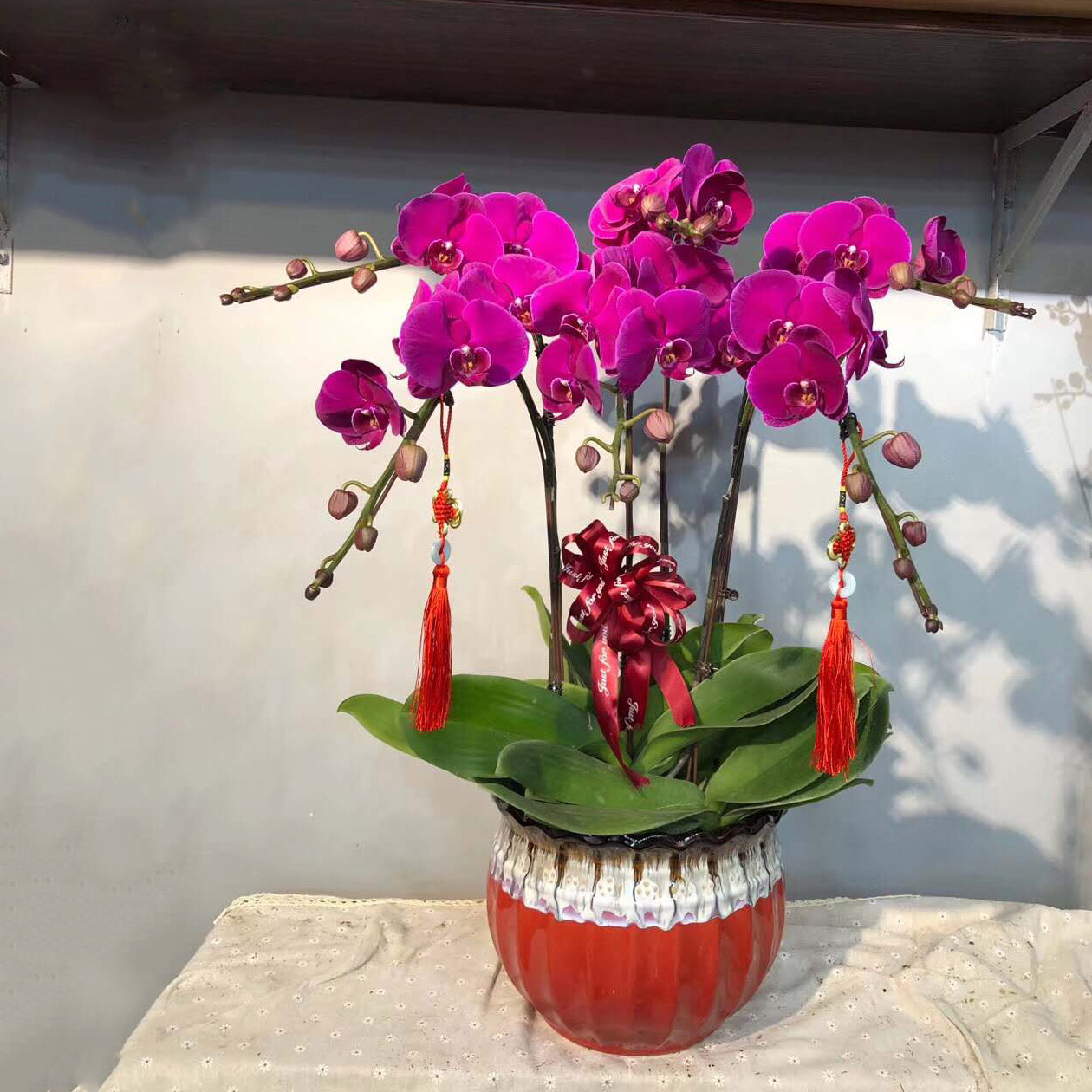 蝴蝶兰盆栽郑州济南领导鲜花速递