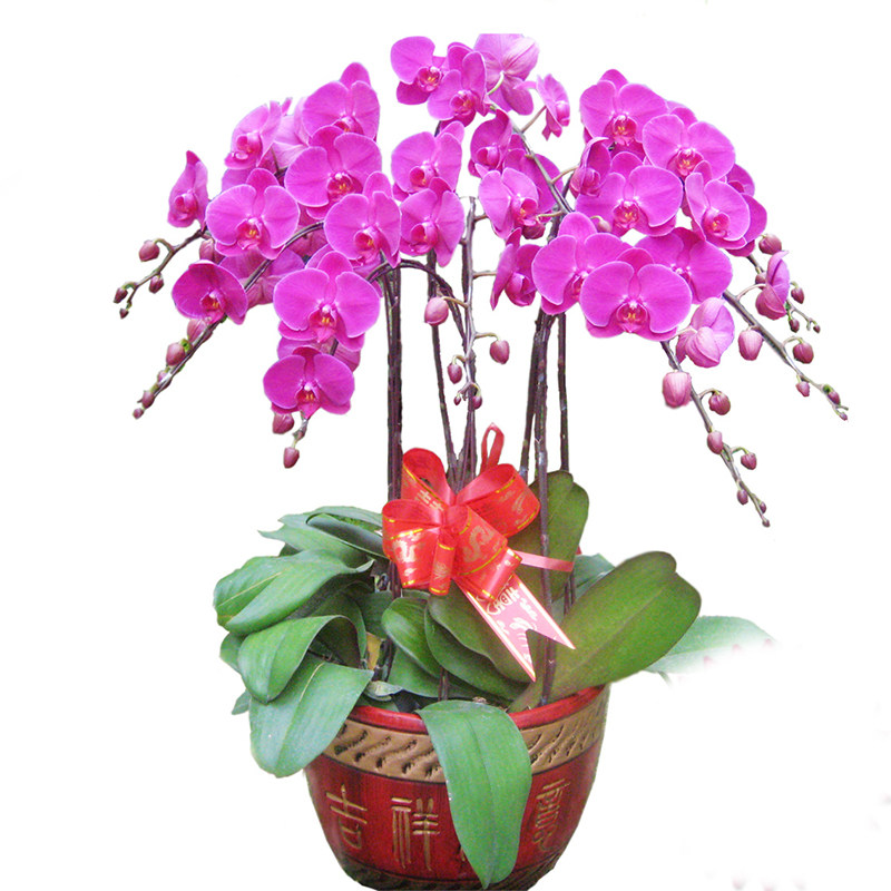 蝴蝶兰深圳同城开业乔迁鲜花速递