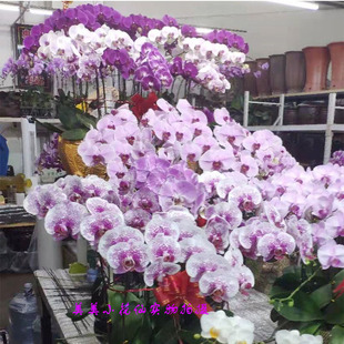 广州深圳东莞鲜花速递同城年宵花卉蝴蝶兰盆栽观赏带花苞春节送礼