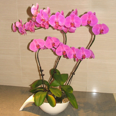 蝴蝶兰盆景南京乔迁栖霞鲜花速递