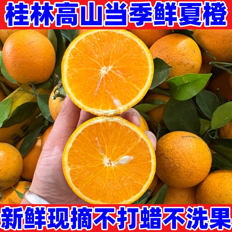 广西桂林正宗夏橙新鲜现摘当季水果橙子鲜橙非伦晚橙脐橙10斤包邮