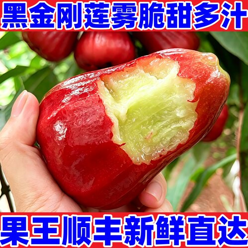 海南黑金刚莲雾现摘脆甜多汁