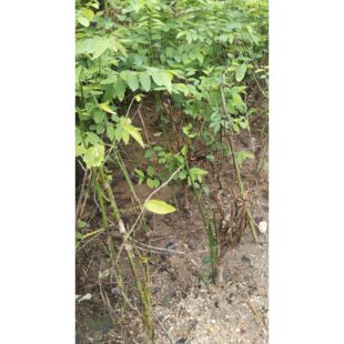 海南五指山野菜树仔菜