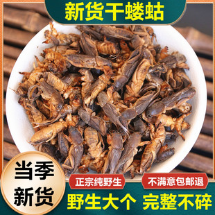 蝼蛄干中药材新货东北蝲蝲蛄干 精选野生拉拉地狗 土狗子虫可打粉