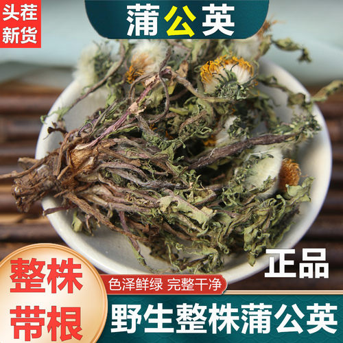 野生新鲜蒲公英根整根新鲜浦公英
