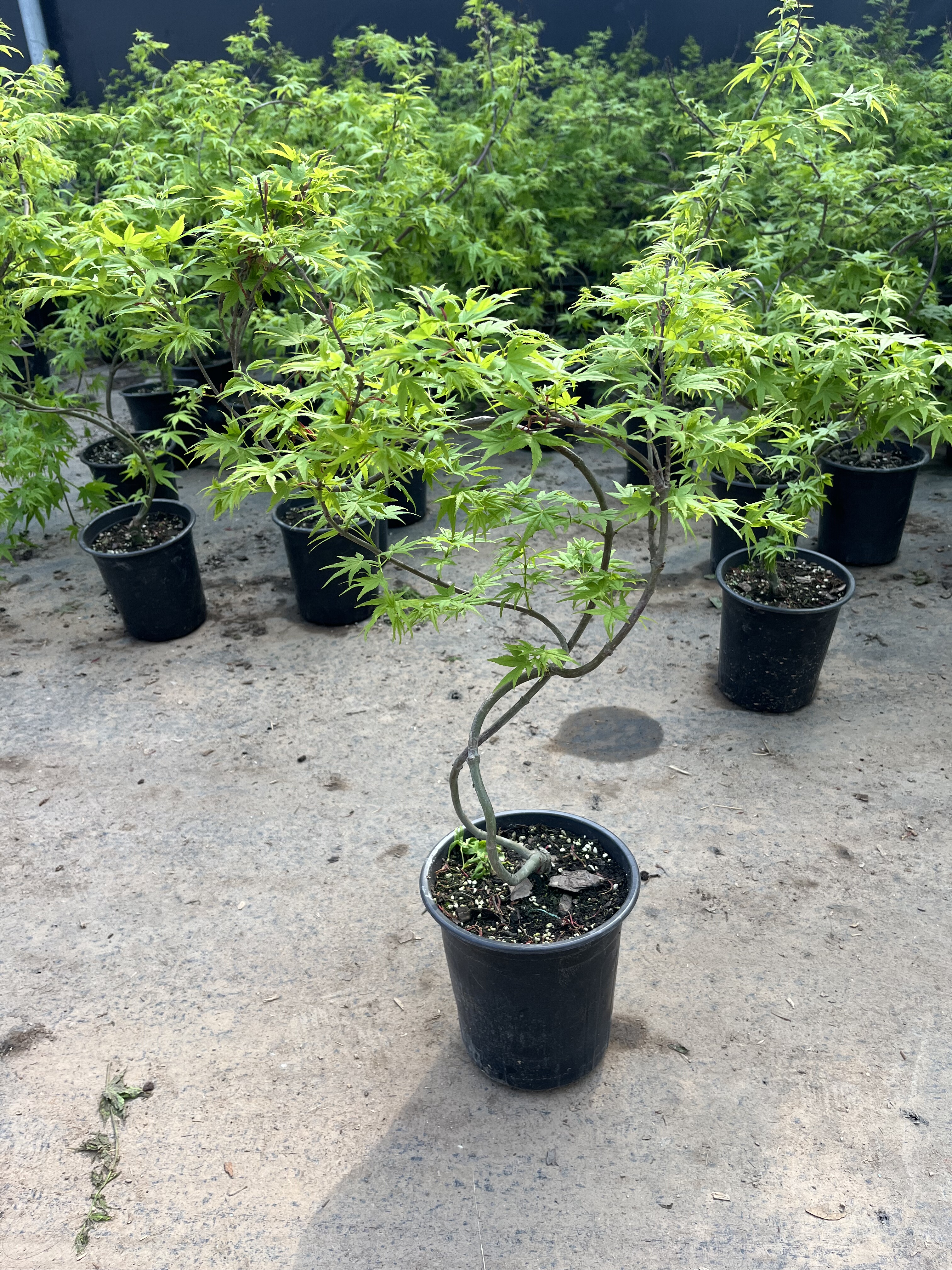 黄金流泉盆栽耐寒耐阴耐旱耐晒阳台庭院绿化花镜搭配带造型绿植物