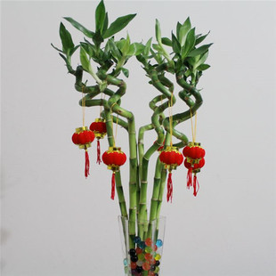 荷花竹开运竹水培观音竹弯竹办公室盆栽转运竹花卉水培绿植物包邮