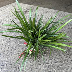 四季阔叶麦冬草多年生耐寒耐热庭院花园绿化工程花镜植物景观设计