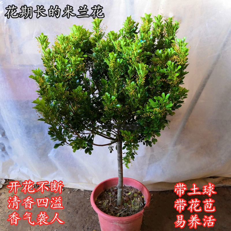 四季常青米兰花盆栽室内外花卉绿植好养浓香型阳台带香味带土包邮