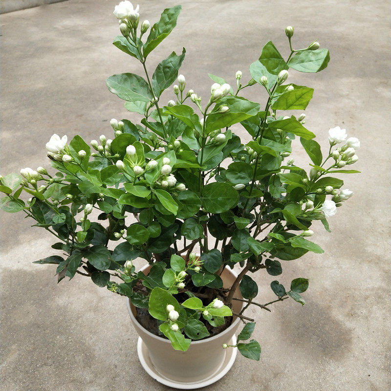重瓣茉莉花盆栽花卉植物室内外四季好养浓香型绿植花苗带土球包邮