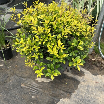 紫色穗花牡荆盆栽植物树苗六道木