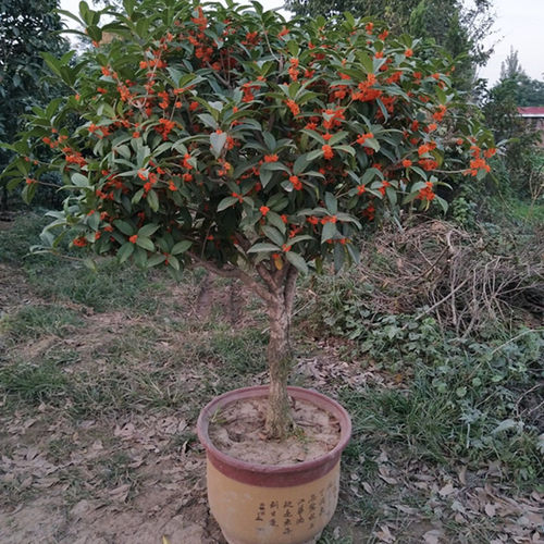 桂花树苗阳台庭院四季