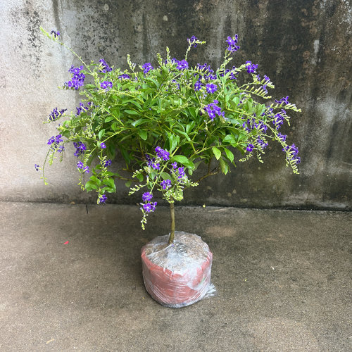 四季蕾丝金露花巧克力味阳台庭院