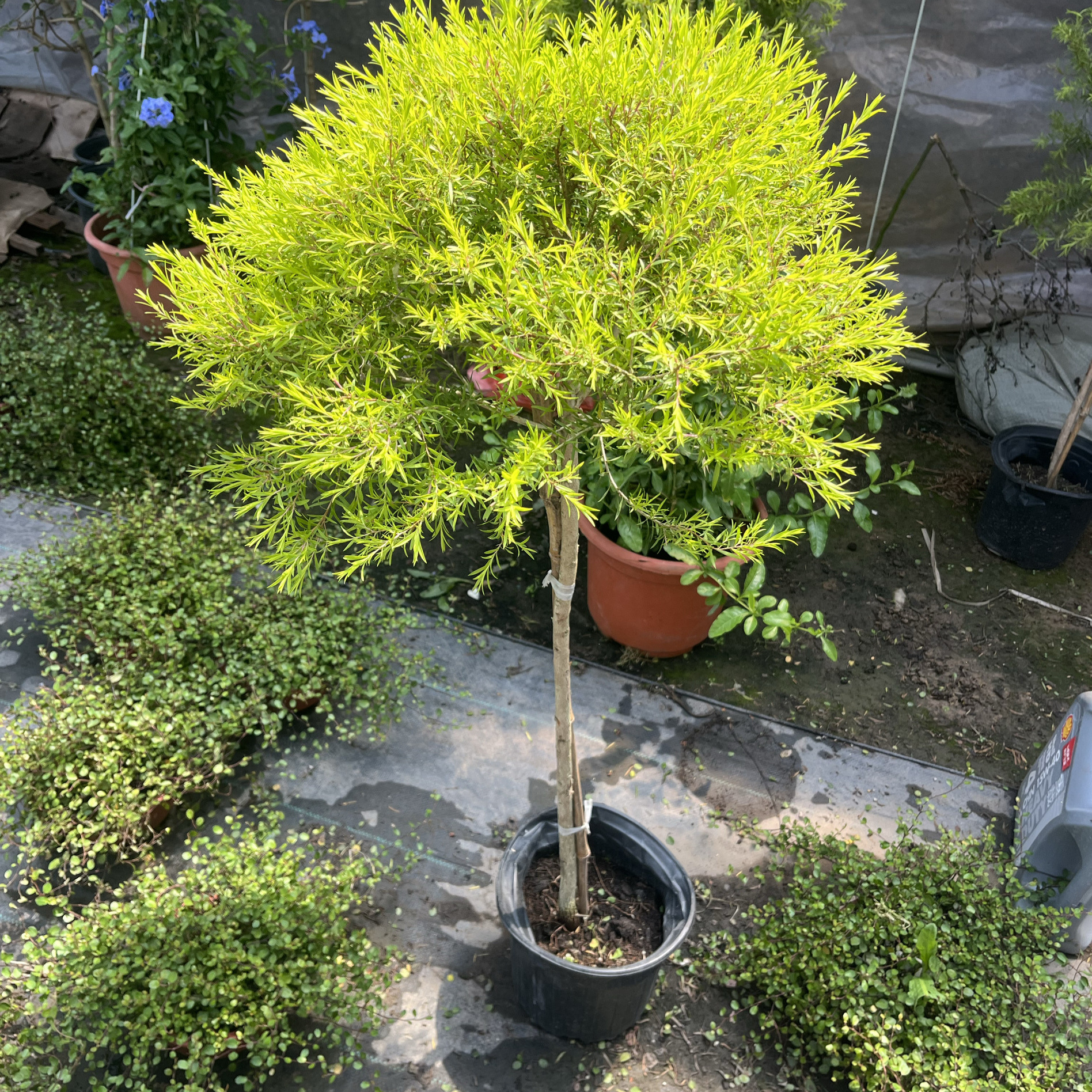 黄金香柳盆栽地栽千层金多年生耐寒耐热庭院花园花镜植物四季常绿