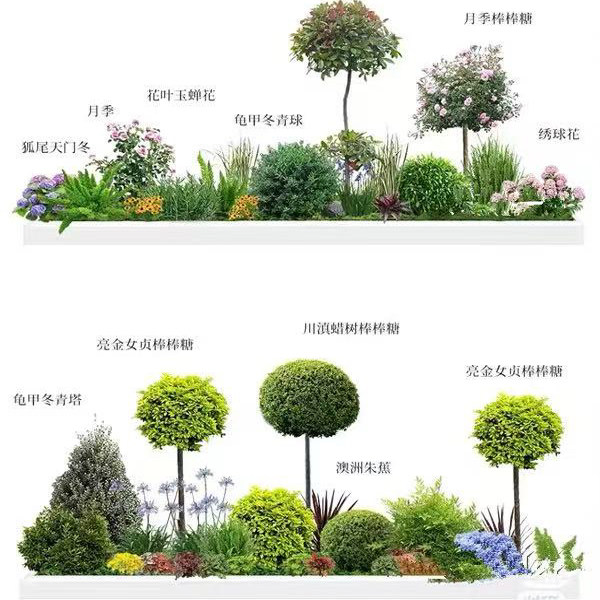 亮晶女贞棒棒糖小叶金滇蜡树苗四季长青耐寒盆栽庭院别墅花镜植物