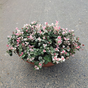 花叶络石盆栽阳台庭院绿化黄金络石矾根好养花卉带土球绿植物耐寒